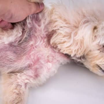 犬が『食物アレルギー』を起こしたときの症状4つ　見逃すと危険なサインや対処法も解説
