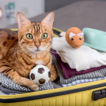 猫と一緒に旅行に行くのは難しい？検討すべき4つのこと 宿泊先や移動中の注意点まで