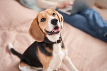 AI搭載スマート首輪が教えてくれる「愛犬の気持ち」を信じてもいい？