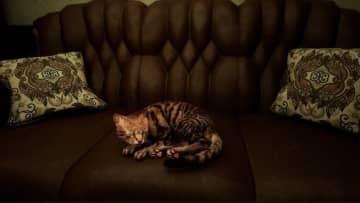 猫が飼い主との再会を目指すADV『Meowmories -meowmare adventure-』2026年にリリース。恐怖の先には心温まる結末