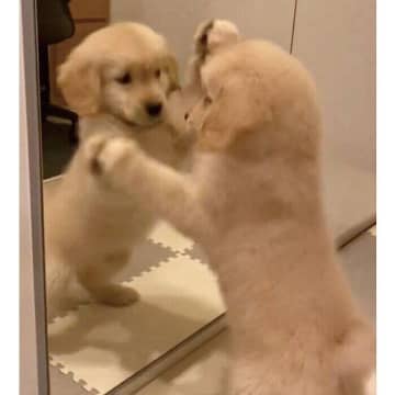 鏡に映る“お友だち”を見つけた!?　お迎え初日のゴールデン子犬が見せた純粋な反応が尊すぎた