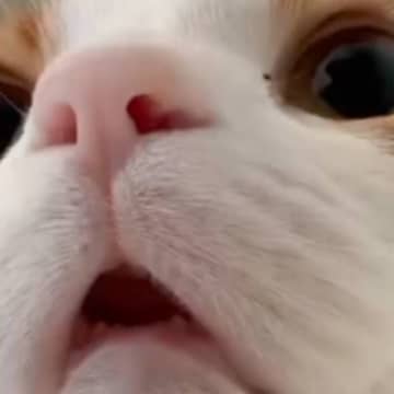 涼しくなってきて『猫がくっついてくる』ようになった結果…起床時の『尊すぎる光景』に3万いいね「可愛くて笑った」「全人類に必要」