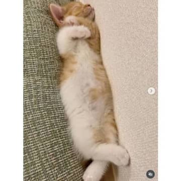 ソファと壁の間が特等席だった!?　“ぴったり寝”が可愛すぎる2匹の子猫の「3年後の成長姿」にほっこり