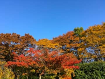 滋賀『紅葉のフリマフェスタ』11/8(土)・9(日)開催！80店フリマ、音楽ステージや大道芸、健康＆体験ブースも充実！