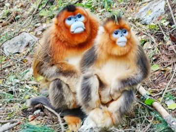 中国、パンダ外交の次はキンシコウ外交か―米メディア