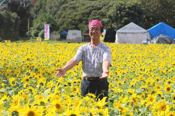 季節外れのヒマワリ満開　南足柄市のユートピア農園　1万本、秋風に揺れ