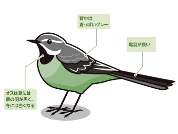 可愛いだけじゃない鳥「キセキレイ」が鳥界一の美化委員な理由とは？【眠れなくなるほど面白い 図解 鳥の話】