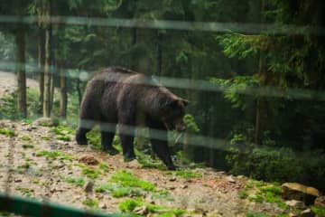 野生のクマが動物園に出没。フェンス越しにやっていたのは…→園が写真を公開。注意喚起も