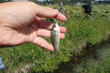 ちっこいのが50匹も！？　ハス田の小水路「ホソ」での「小ブナ」釣りで、豊かすぎる「里の秋」満喫！　数釣りレポ