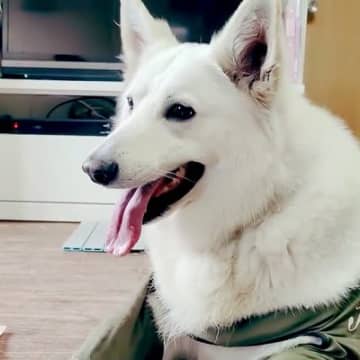 おもちゃをもらってゴキゲンな超大型犬→『お風呂に入るか』聞いた瞬間…『あからさますぎる表情の変化』に爆笑「顔ｗ」「完全に理解してる」