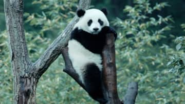 ジャイアントパンダの一生に迫る　中国のパンダ保護研究センターが舞台　「パンダのすごい世界」公開決定