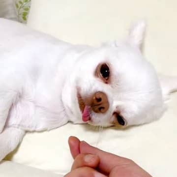 舌をしまい忘れている犬→『つかまれたらどんな反応をするのか』検証した結果…予想を裏切る『まさかの結末』が13万再生「永遠の赤ちゃん」