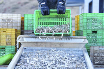 特色あるシラス漁業で地域発展を後押し　中国青海省共和県