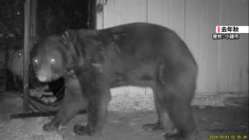 クマ対応で「自衛隊」派遣も？……秋田県が要請へ　銃撃は？　「ガバメントハンター」「ゾーニング」に注目【#みんなのギモン】