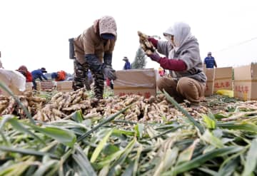 ショウガが収穫期迎える　中国・唐山市