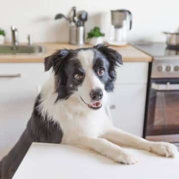 犬が『高い所』に乗ろうとする4つの心理　好みやすい理由や安全な環境づくりのポイント
