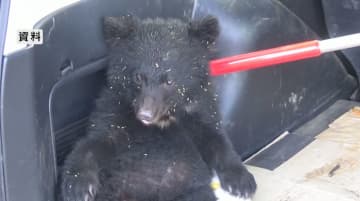 子グマが大型商業施設に居座る「怖い、親グマがきたら」 麻酔の吹き矢で眠らせ捕獲 午後1時頃には高校のグラウンドに出没