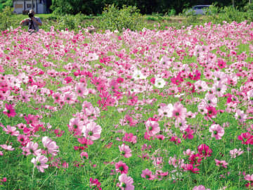 コスモスが見頃、摘み取りも可！ピンクや白色で鮮やか　2カ所に分かれた花畑、鶴ケ島で人気　計4100平方メートルの広さ、人々が楽しむ