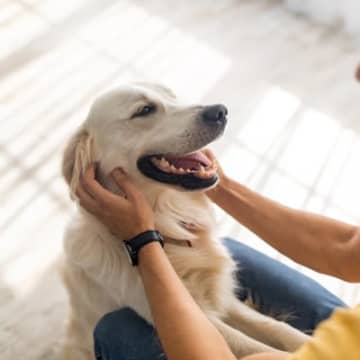 犬から『好かれやすい人』が普段からやっている行動５選　今すぐ真似したい懐かれるコツや注意点まで
