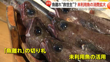 「知られていないだけでおいしい」ヤドカリにどんこ…未利用魚の消費拡大で魚離れの“救世主”に「へんな魚ボックス」も人気