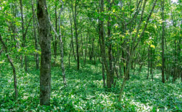 1300年以上続く日本の森林の「伐採 vs 規制」論争　困惑する林業の現場