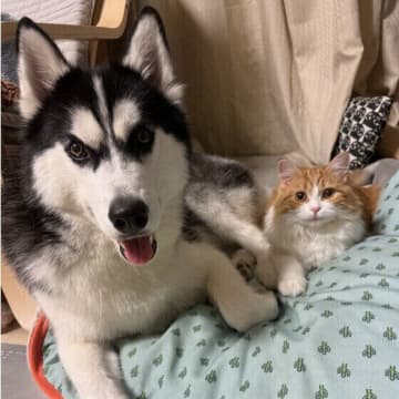 犬と猫は仲良くできる？ 犬は猫をどう思っているの？ 犬と猫が良い関係を保つためにできること