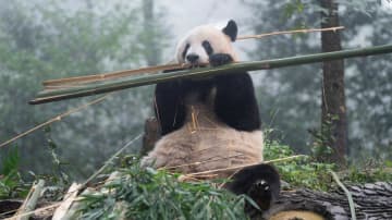 パンダのシャンシャン、竹を味わう 中国四川省
