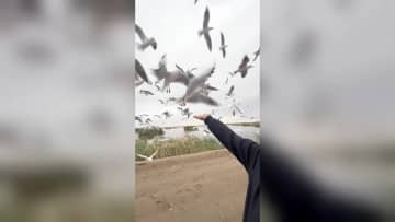 ユリカモメの大群が烏梁素海に飛来　中国内モンゴル自治区