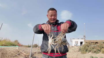 砂漠の湖でカニを水揚げ　中国・新疆輪台県