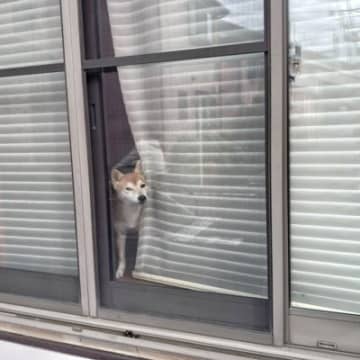 犬が飼い主の『帰りを待っている』ときの心理3つ　愛犬の気持ちへの寄り添い方までご紹介