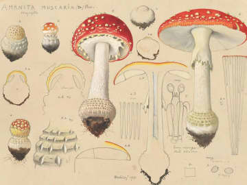 邪悪な存在から一大ブームへ　スイスのキノコ物語