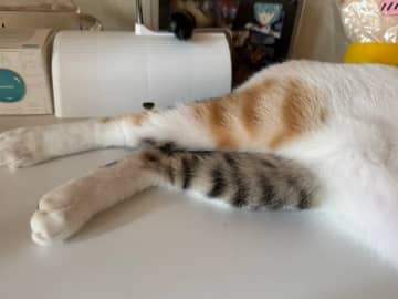 「ずっと見ていられる」と11万いいね　三毛猫が履き間違えた『色違い靴下』がこちら