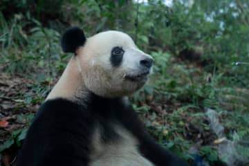 シャンシャンのリラックスタイム　中国四川省