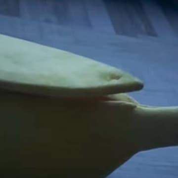 バナナ型のベッドに入っていたネコ→『名前を呼ぶ』と…まさかの瞬間が可愛すぎると27万再生「果肉が飛び出してきたｗｗ」「たまらん」と反響