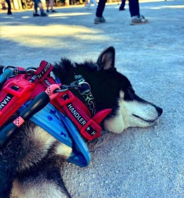 ‟鋭い目つき”で個性を放っていた元保護犬の柴犬が、今では日々マイペースに過ごし、飼い主さんにとって“師匠のような存在”に！