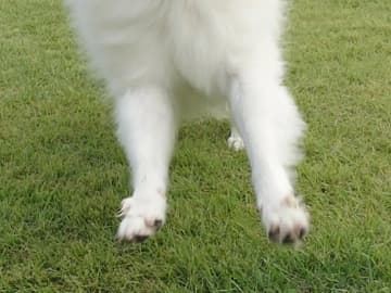 ドッグランで遊ぶ犬　走っていたら『フワフワ毛』がなびいて…？「怪獣ジャミラすぎる」