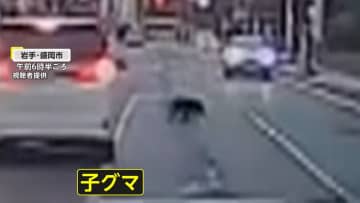 「うそ！こんな街中で」銀行駐車場に子グマ侵入…岩手大学構内でも目撃「身の危険感じる」　秋田県知事は自衛隊派遣を要請