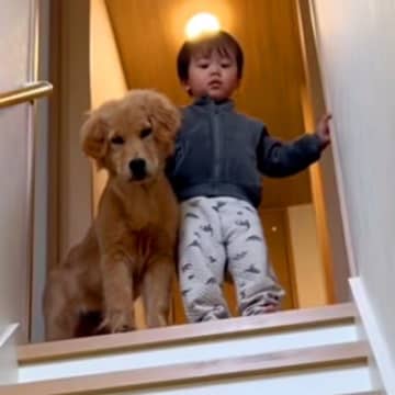 階段をこっそり登っていた小さな男の子と大型犬→『降りておいで』と伝えた結果…本当の兄弟のような行動が122万再生「相棒だ」「見守ってる」