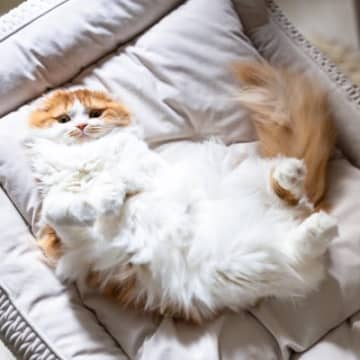 猫がやりがちな『ジェスチャー』6選　行動の理由や心理、適切な接し方まで