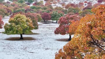 雪とイタヤカエデが織り成す幻想的な銀世界　中国内モンゴル自治区