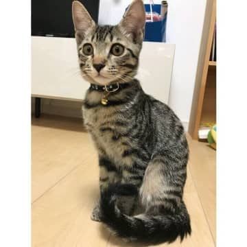 “ビビッ”と運命を感じて迎えた保護子猫が4才に　心臓の病を抱えながらも元気いっぱいに成長！