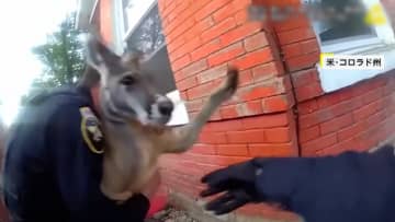 住宅地でカンガルー捕獲…なぜおとなしい？逃げ出したのはペットの“飼いカンガルー”　“暴れん坊”ワニの大捕物も　アメリカ