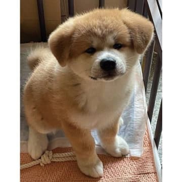ふわふわで丸っこい“ぬいぐるみ”のようだった子犬→2年後、秋田犬らしい堂々とした体格のコに成長！