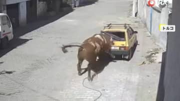 間一髪　“巨大な岩”崩落の瞬間　斜面でショベルカーが岩の塊を…暴れ牛で街が大混乱も　トルコ