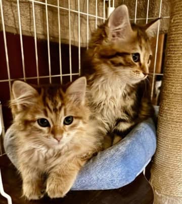 ピタッと密着するあどけないサイベリアンの兄妹子猫→お迎えから2年後、“大きくモフモフ”と立派に成長！