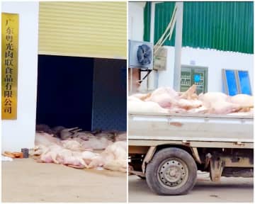 食品会社が地面に大量のブタの死体放置、当局「市場には出回っていない」―中国
