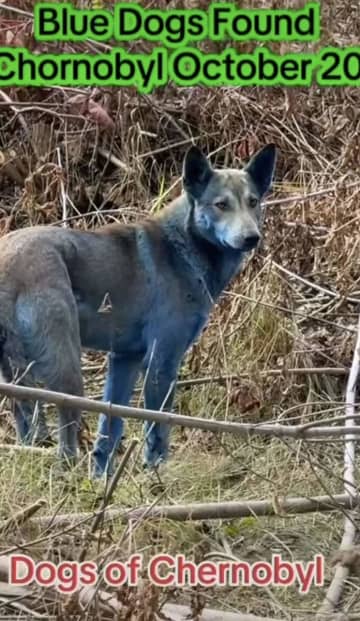 チョルノービリ原発事故の現場で〝青い犬〟出現　専門家も困惑「先週までは青くなかった」