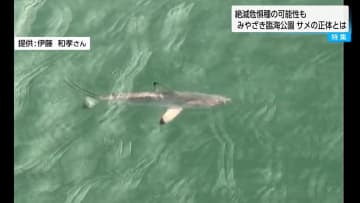 臨海公園で1メートル級サメ目撃　宮崎市民「海水浴場も近く怖い」　専門家は「メジロザメの仲間」と指摘　珍しい「ツマグロ」の可能性も
