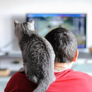猫好き必見　「モフモフの癒し」と「ゲーム」が同時に楽しめるゲストハウスが評判に　英国