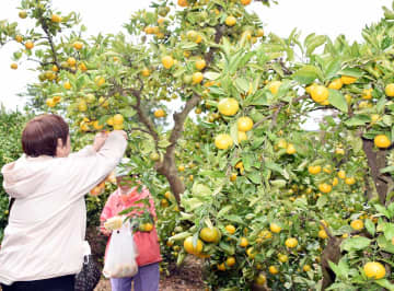 横須賀でミカン狩り開始　甘みと酸味が良いバランス「味が凝縮…おいしい」